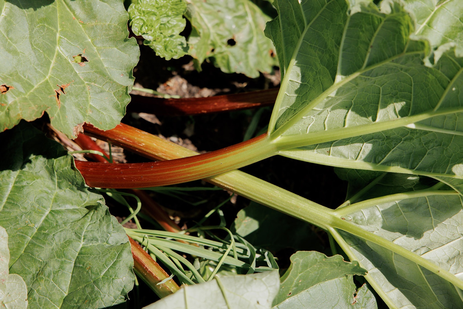 Frisches Gemüse aus der Natur