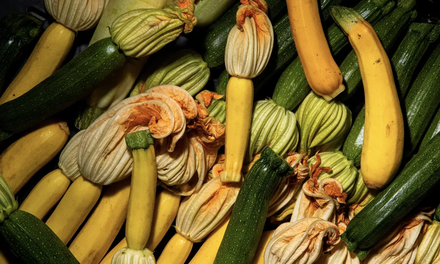 Gelbe und grüne Zucchini mit Zucchiniblüten